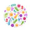 Les sporebiotiques, des super probiotiques efficaces contre le candida albicans